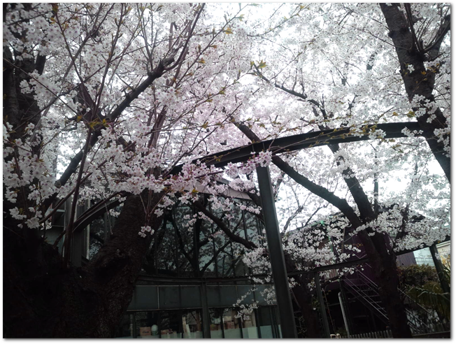 20130327-sakura.png