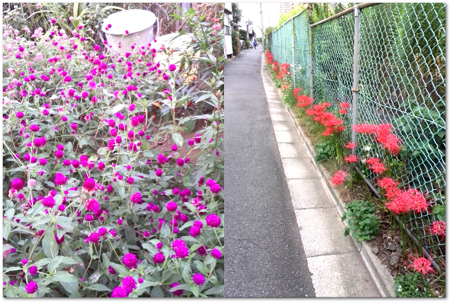 20140923-flowers.png